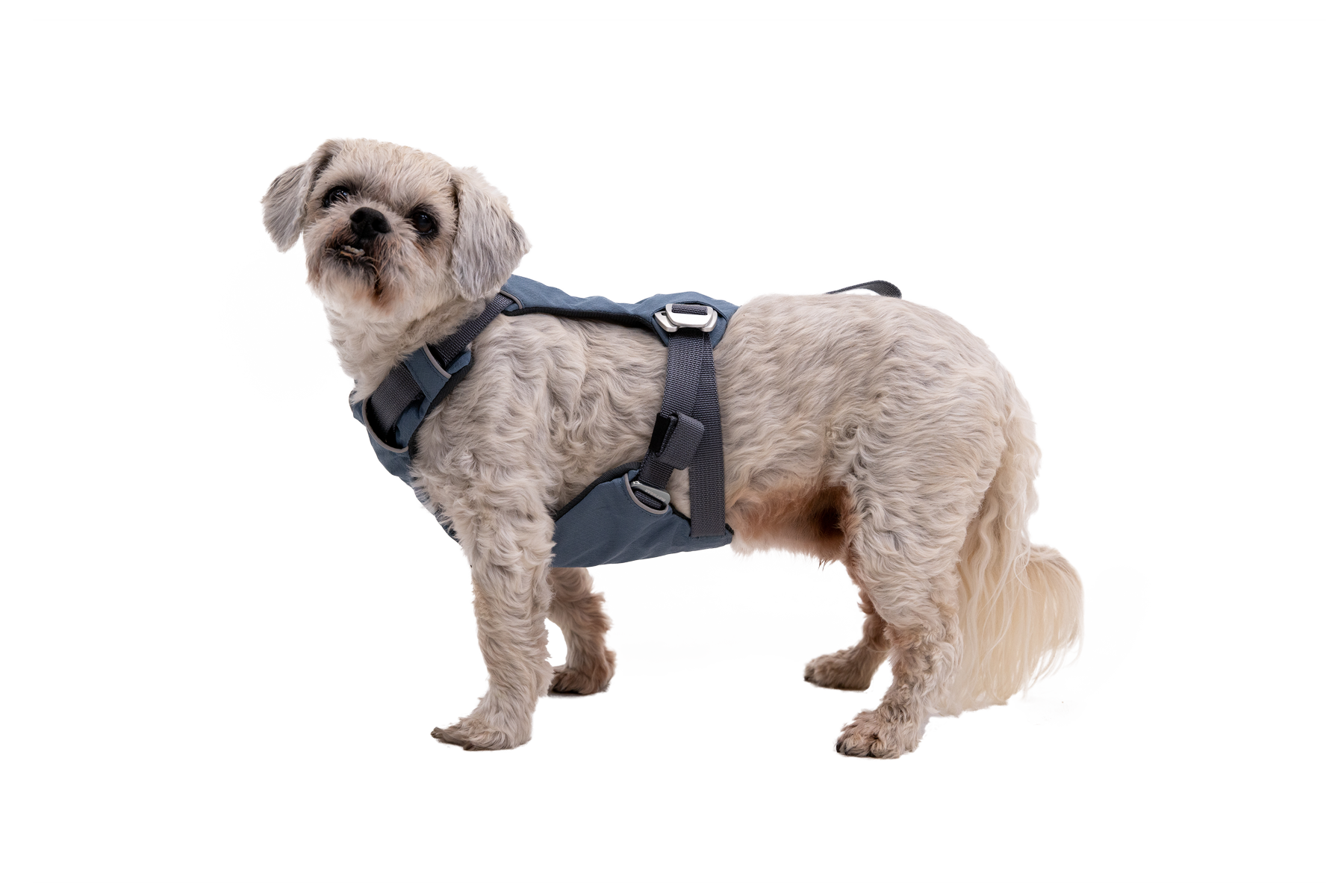 30602_Load-Up-Harness_Slate-Blue_Lucky_XSmall_No-Text.png