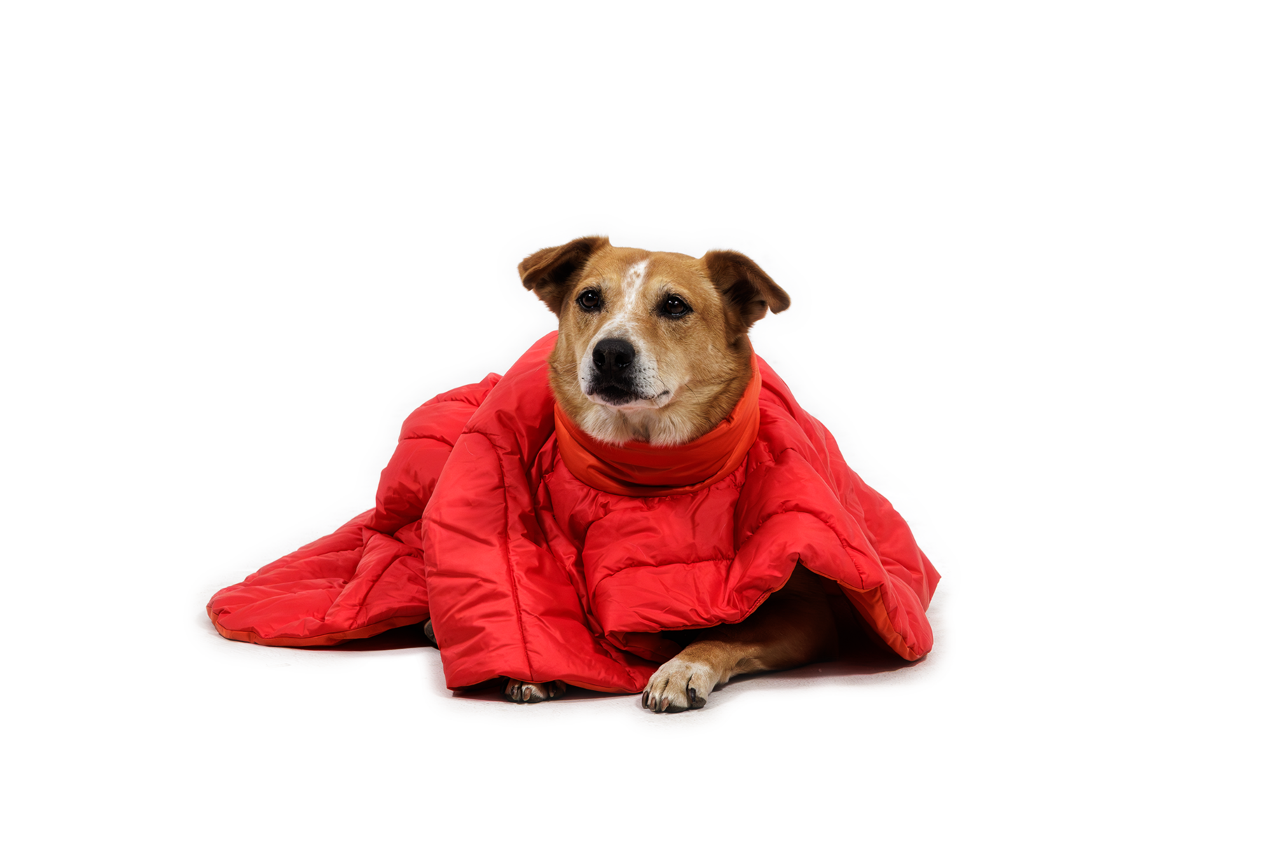 CompressedPNG-0525_Palisades-Poncho_Red-Currant_On-Dog-2_STUDIO.png