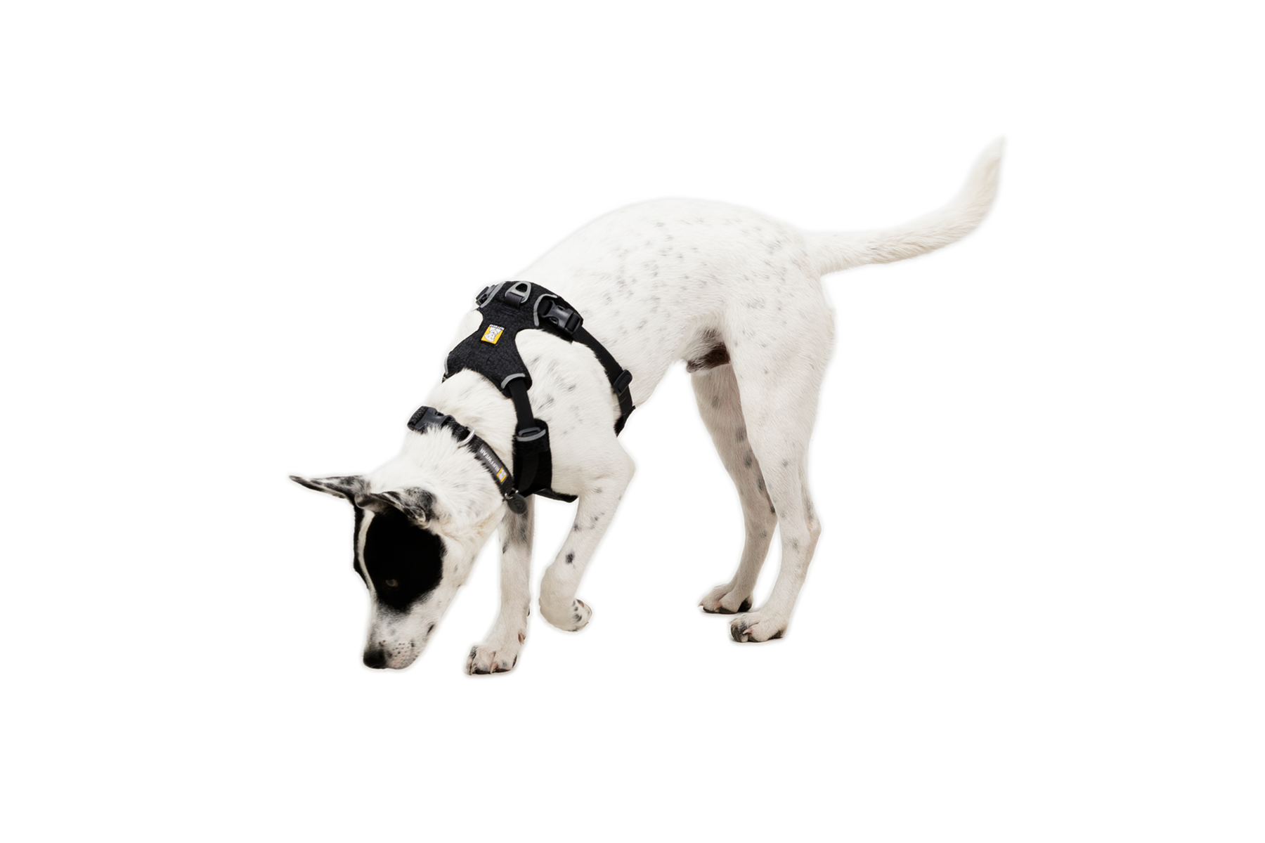 CompressedPNG-3072_Front-Range-Knit-Harness_Basalt-Gray_On-Dog-1_STUDIO.png