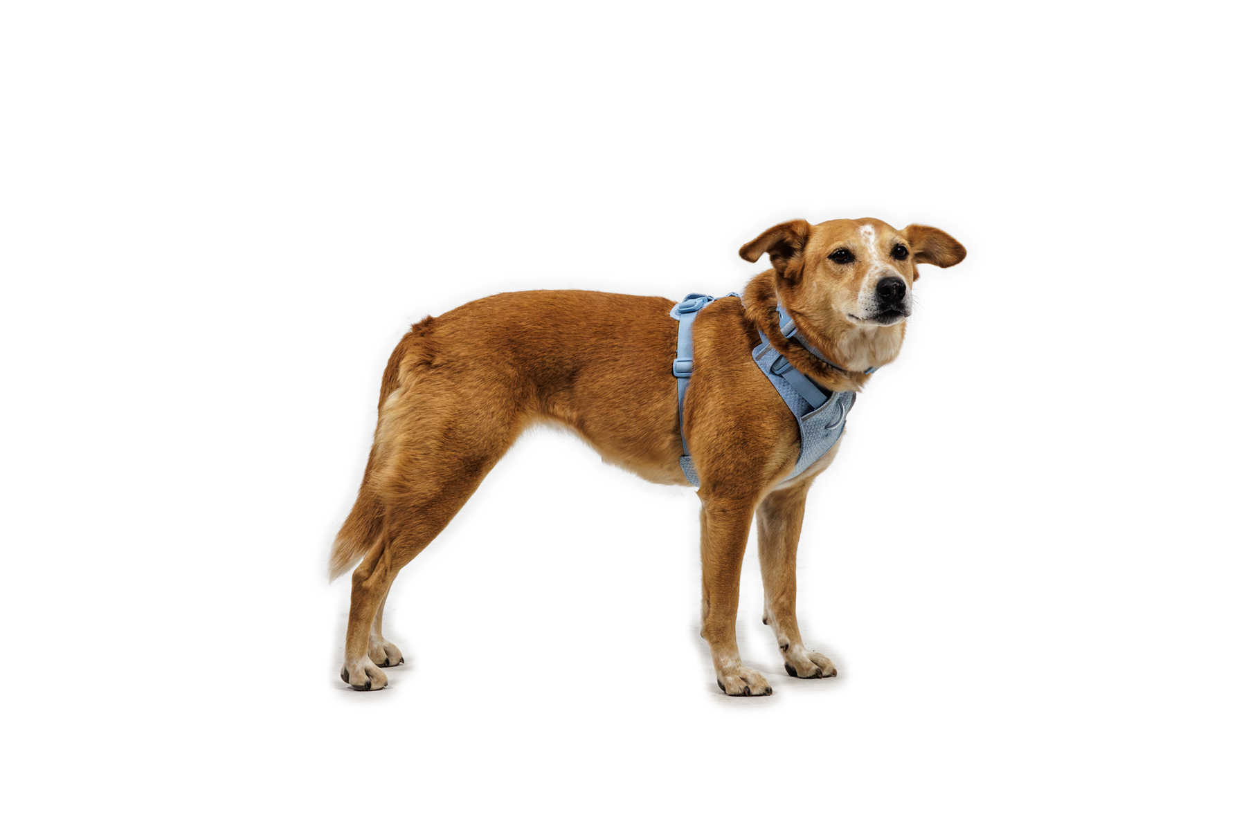 CompressedPNG-3072_Front-Range-Knit-Harness_Polar-Blue_On-Dog-1_STUDIO.png