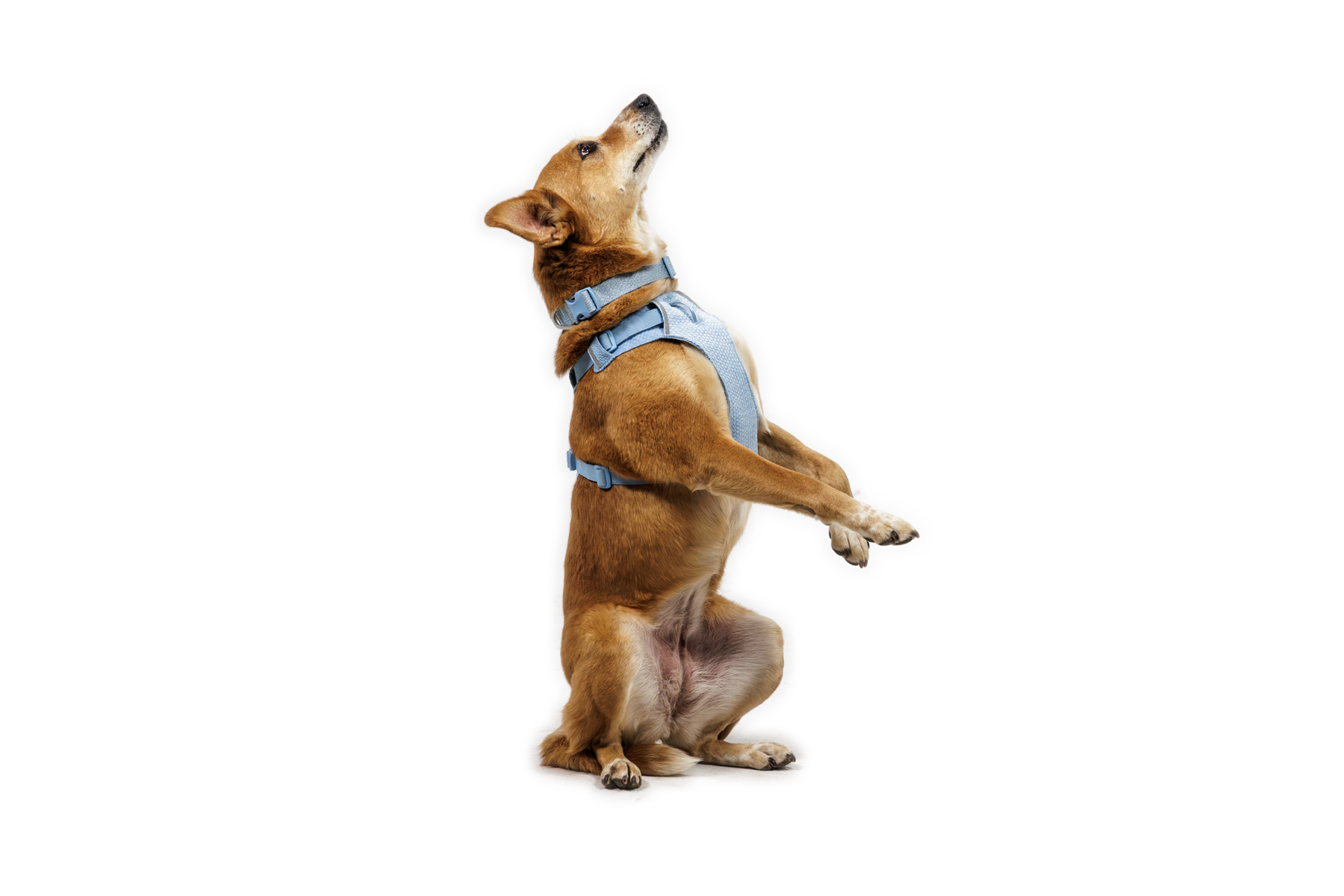 CompressedPNG-3072_Front-Range-Knit-Harness_Polar-Blue_On-Dog-2_STUDIO.png