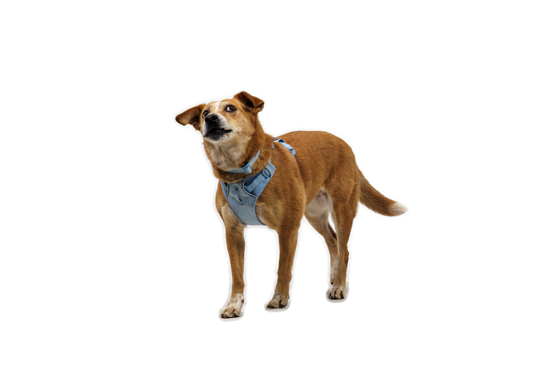 CompressedPNG-3072_Front-Range-Knit-Harness_Polar-Blue_On-Dog-3_STUDIO.png
