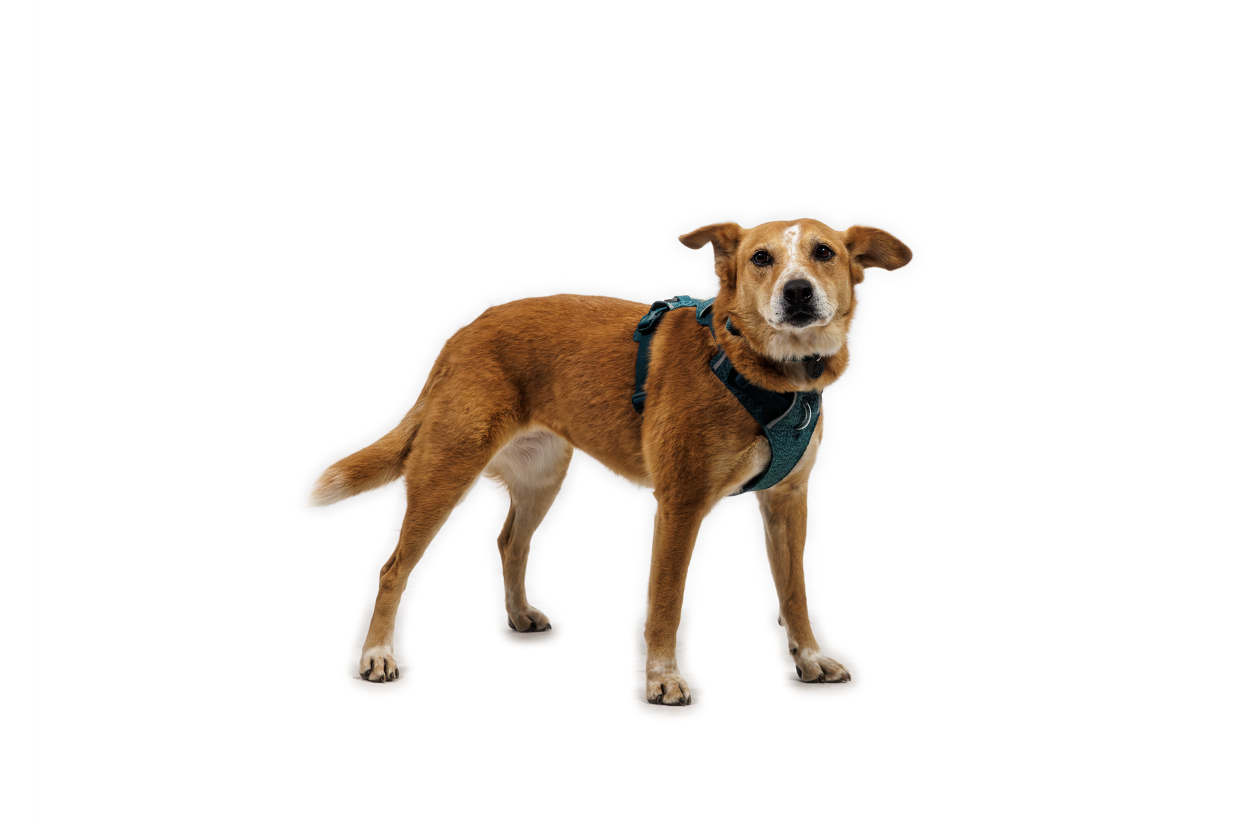 CompressedPNG-3072_Front-Range-Knit-Harness_River-Rock-Green_On-Dog-1_STUDIO.png
