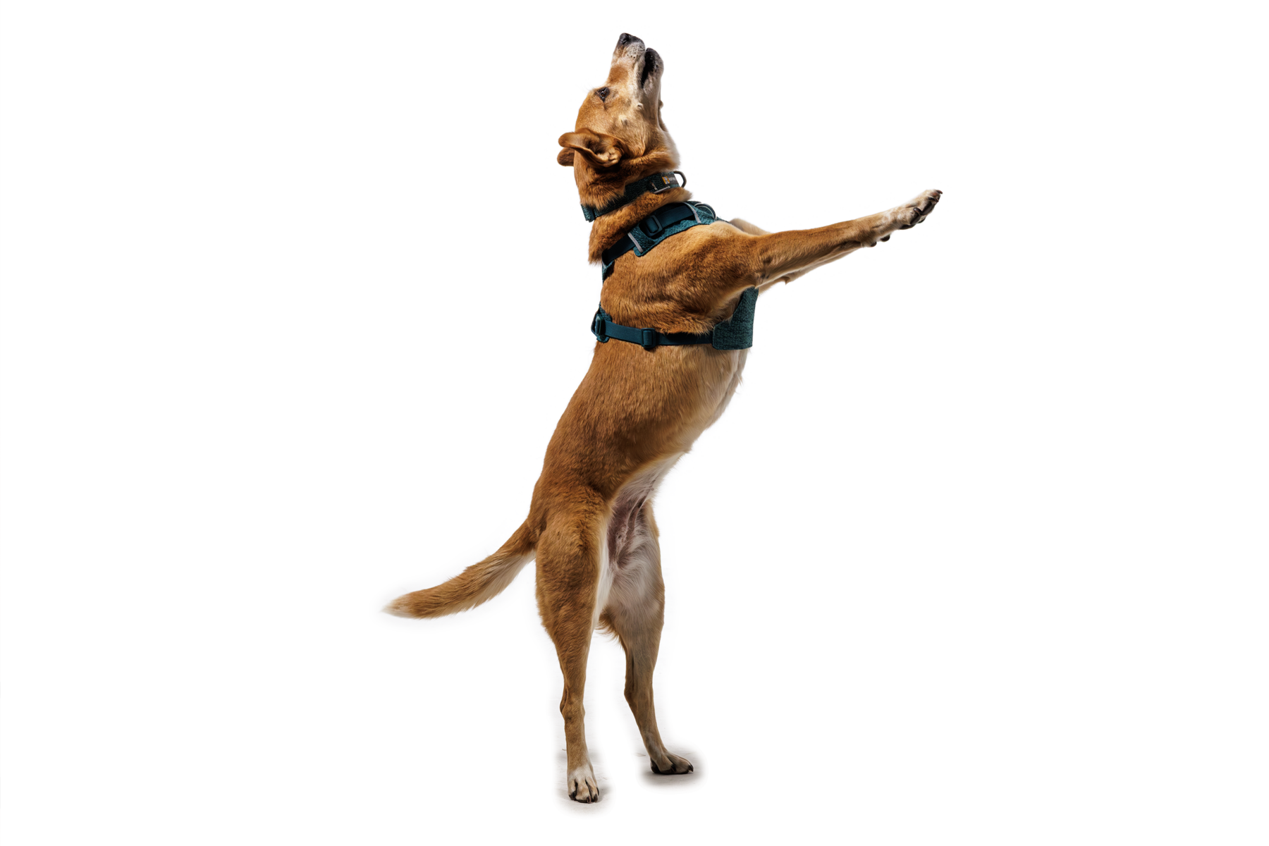 CompressedPNG-3072_Front-Range-Knit-Harness_River-Rock-Green_On-Dog-2_STUDIO.png