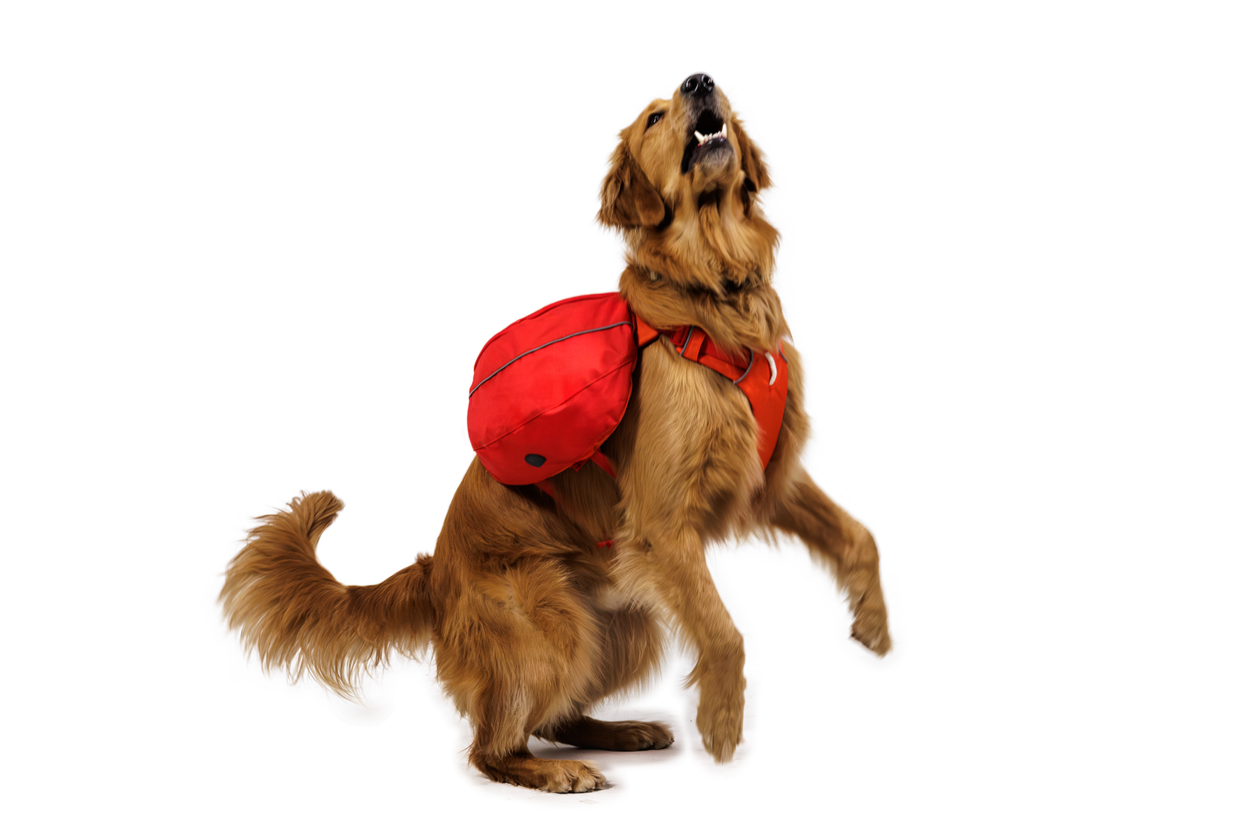 CompressedPNG-50204_Palisades-Pack_Red-Currant_On-Dog-1_STUDIO.png